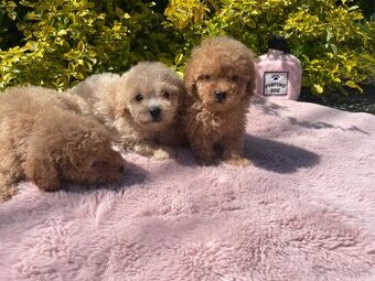 Maltipoo mini  štěňátka