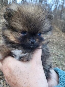 Pomeranian s PP
