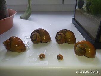 Ampulárie, okružaci kanadské, šneci do akvaria - 1