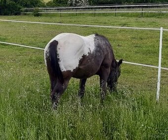 Appaloosa - 1