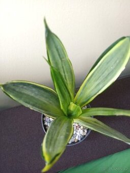 Sansevieria trifasciata ’Silver Spears’