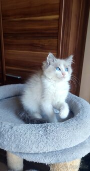Ragdoll koťátka