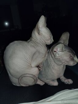 Kotě Sphynx