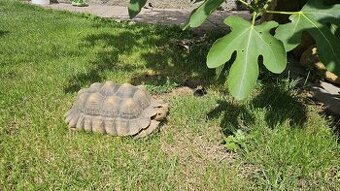 Želva ostruhatá ( Geochelone Sulcata) samice 29cm plastron