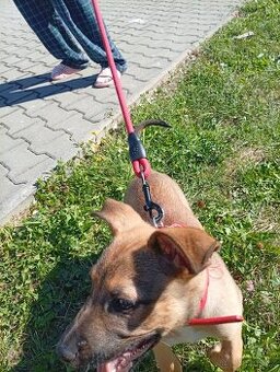 Belgický ovčák malinois