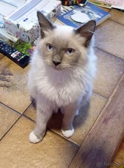 Ragdoll  kotě, kocourek.