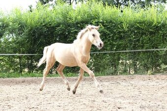 Letošní kobylka WPBR po Hulst Curioso