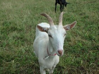 prodám kozu