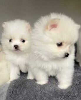 🧸 Nabízím krásné štěňátká Pomeranianu/Pomerian 🧸