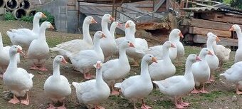 Prodej Svatomartinských hus