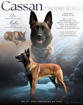 Belgický ovčák malinois - nabídka krytí