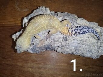 Gekončík noční samcí