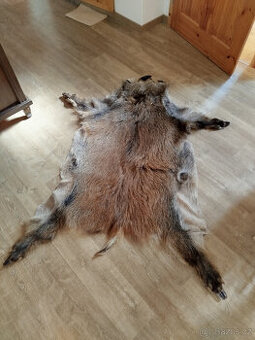 Prodám levně dekorativní kančí kůži