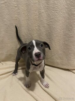 Americký stafordšírský teriér modrý