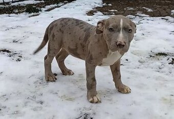American bully xl (ABKC)