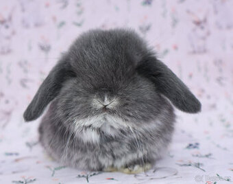 NHD beránek samička