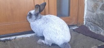 Velký světlý stříbřitý  kříženci.