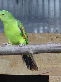 Papoušek červenokřídlý