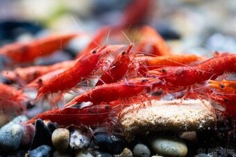 Krevetky Neocaridina RED CHERRY