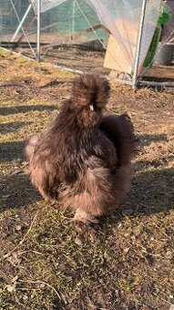 NV Hedvábnička velká vousatá čoko X černá výstavní chov