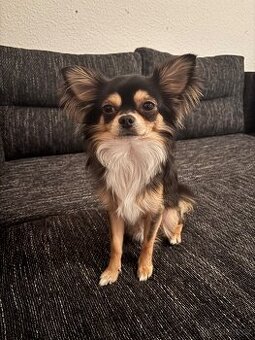 dlouhosrstá čivava bez pp