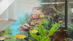 Prodám Tlamovec černoplo, Labidochromis - 1