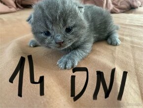 Koťata  britské  narozené. 13.03. 2024.