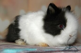 Zakrslý teddy - samička TASHA s VP (doprava po ČR zajištěna)
