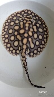 Potamotrygon BDx Albino - 1