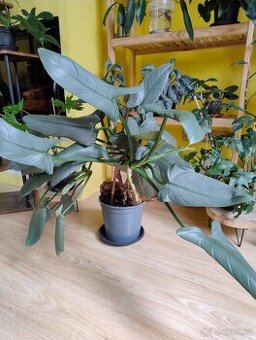 Philodendron Silver Sword