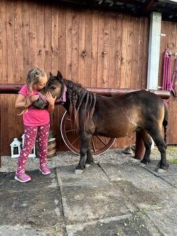 Mini Shetland pony