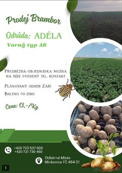 Prodej brambor Adela