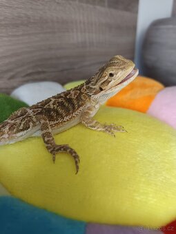 Agama vousatá - Plzeň