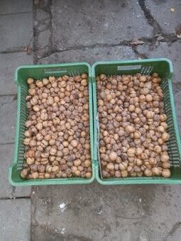 Prodám vlašské ořechy