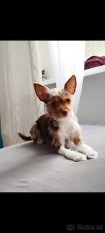 Na Adopční smlouvu daruji fenku Jorkšír x Čivava