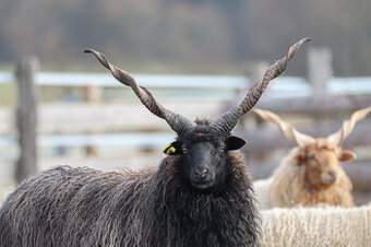 🏠 Prodáme černého berana spolu s nepříbuznou ovcí 🏠