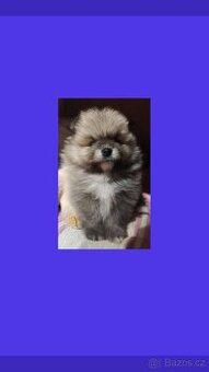 Pomeranian s PP