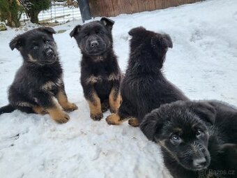 německý ovčák - štěně pejsek