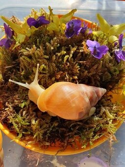 Šnek Africký- Lissachatina fulica full albino