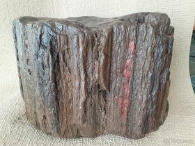 zkamenělé dřevo 3