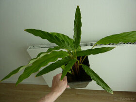 Calathea rufibarba green - kalatea - pokojová rostlina