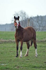 Welsh pony of cob type - klisna - 1