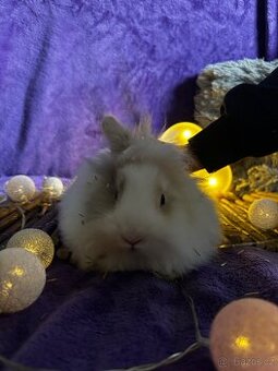 Králíček 🐰 teddy krátkosrstý