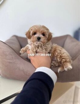 Maltipoo F1 caramel 3 měsíce 1500€‼️ Mimi