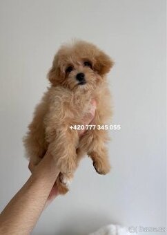 Maltipoo, pejsek 1000€‼️ Bunbun