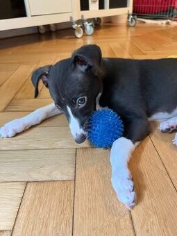whippet