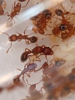 Tetramorium bicarinatum