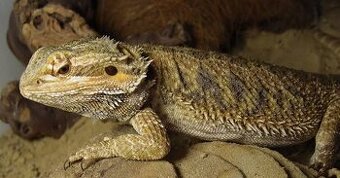 Agama vousata daruji