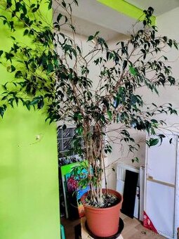 fikus benjamín malolisty