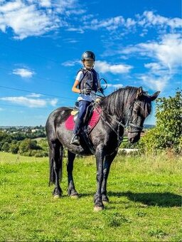 Fell Pony - kategorie B